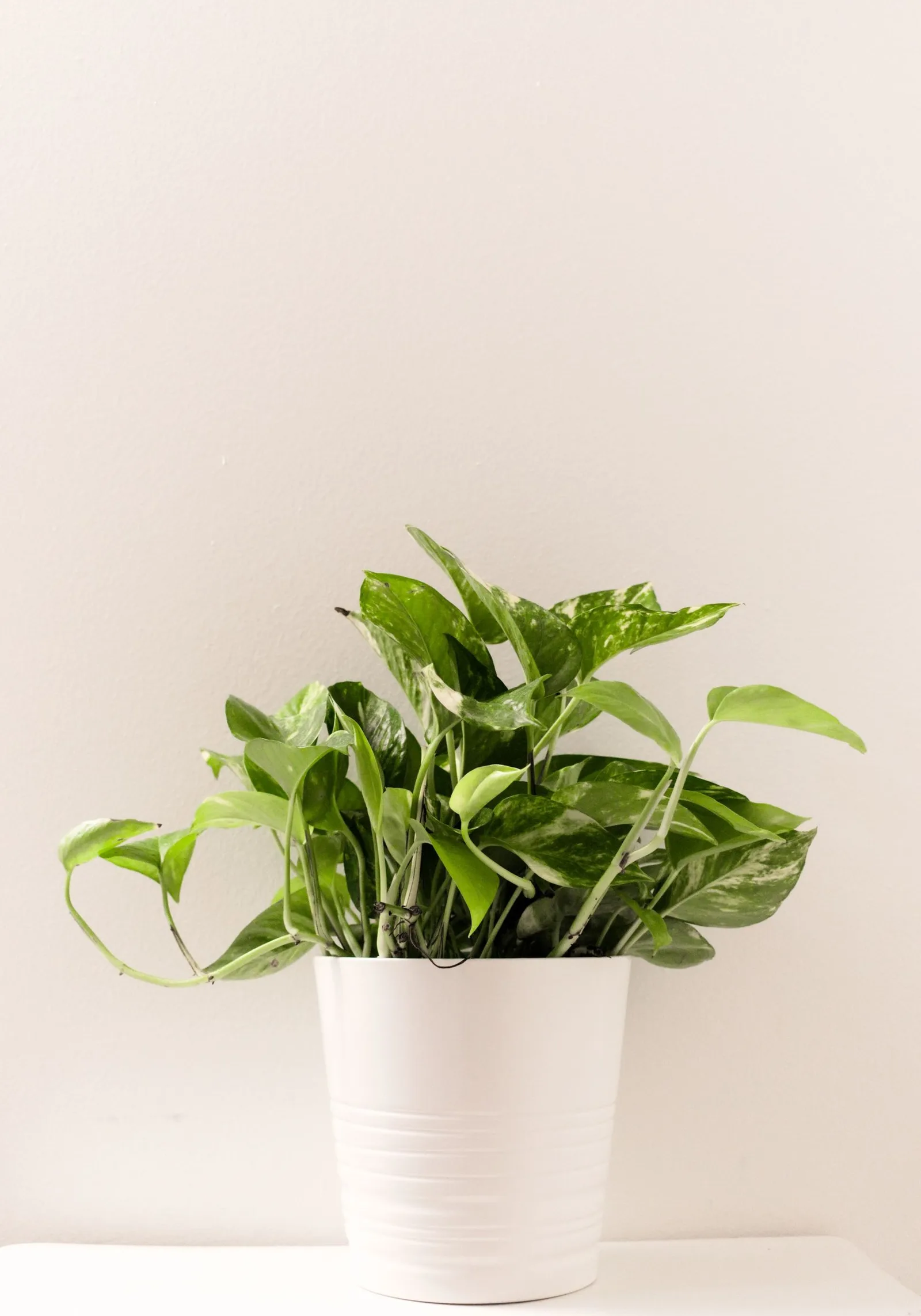 golden pothos
