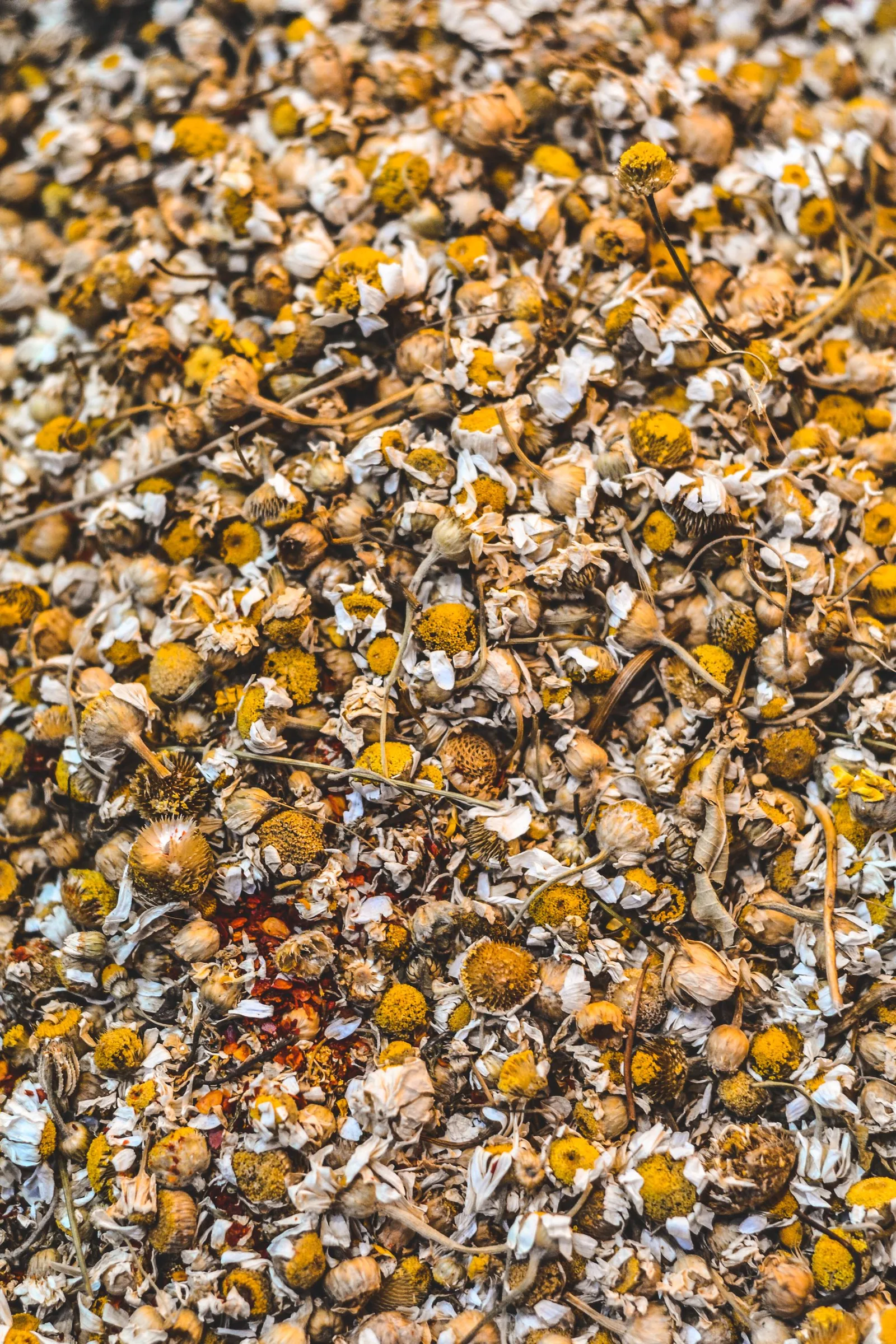 chamomile calm