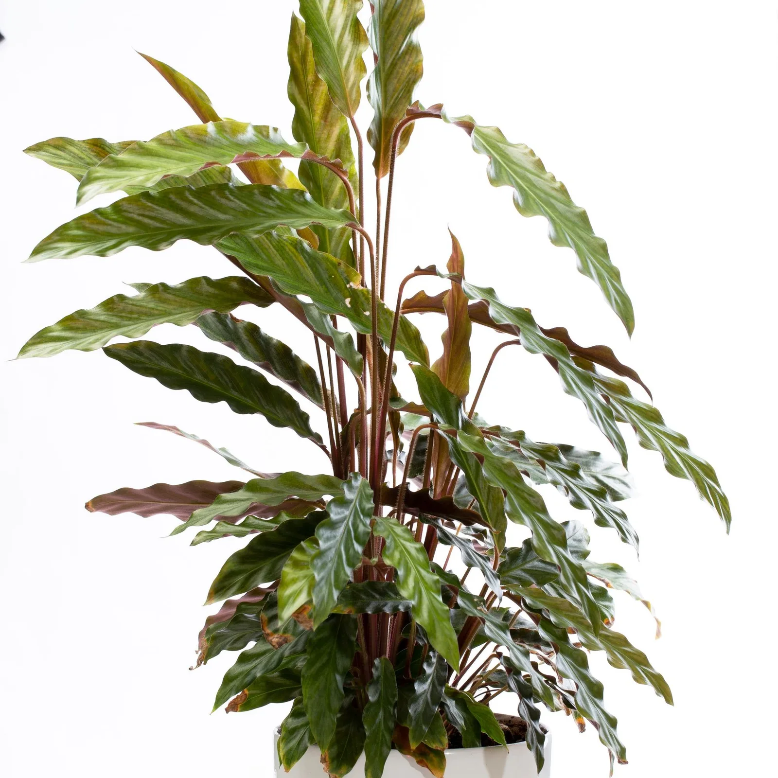 rattlesnake calathea
