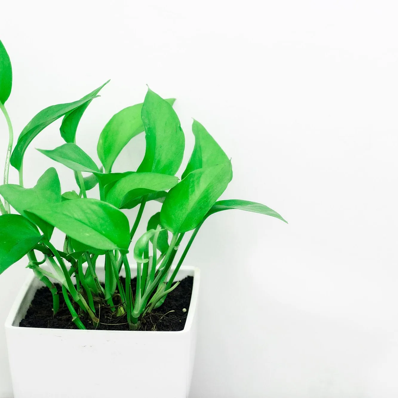 golden pothos
