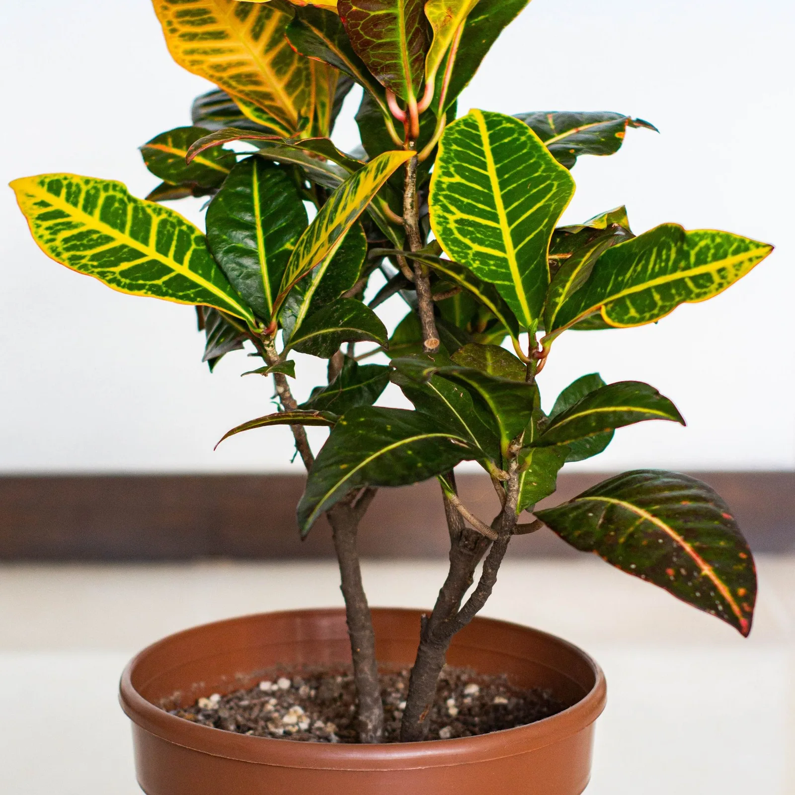 croton