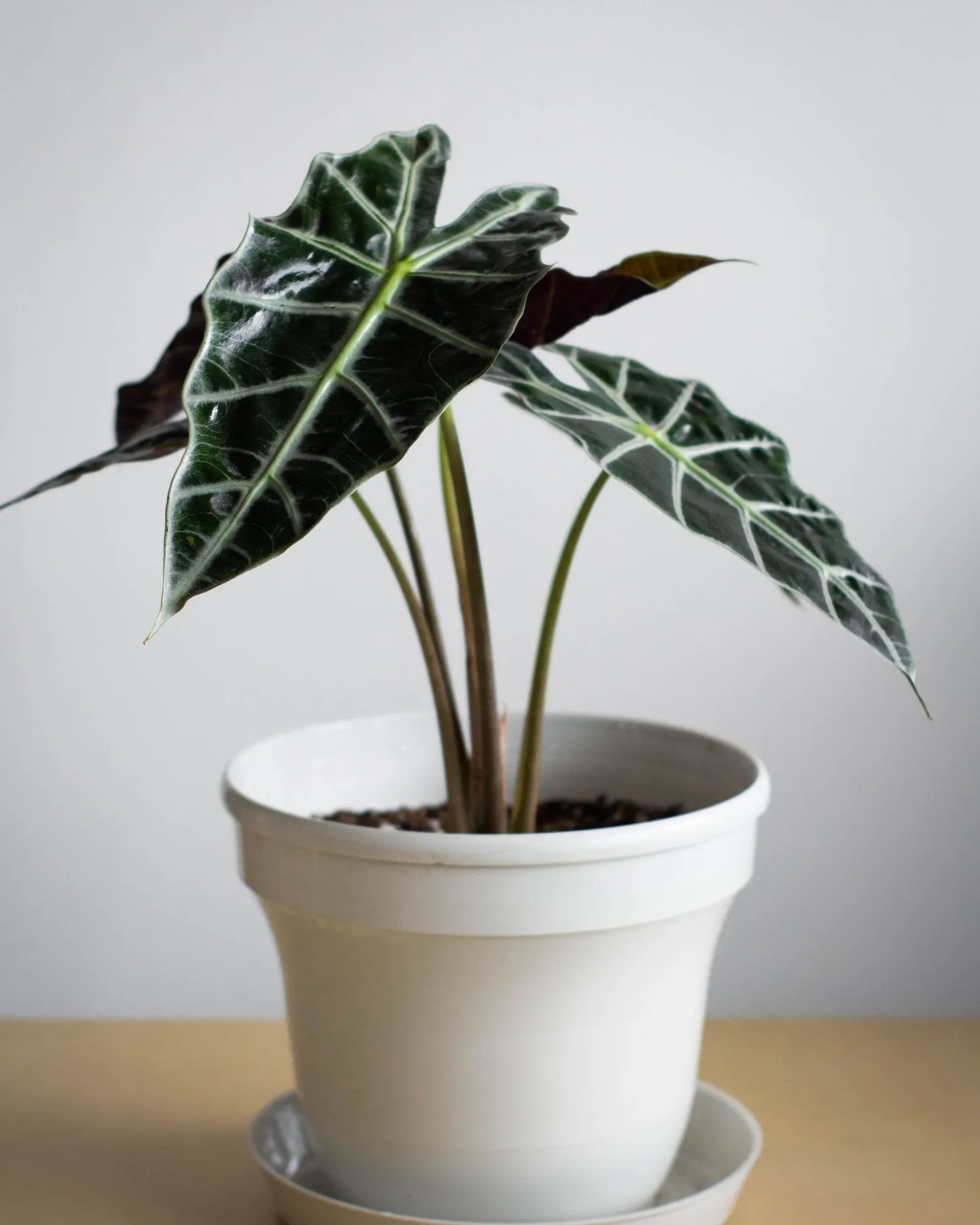 Tropical plants