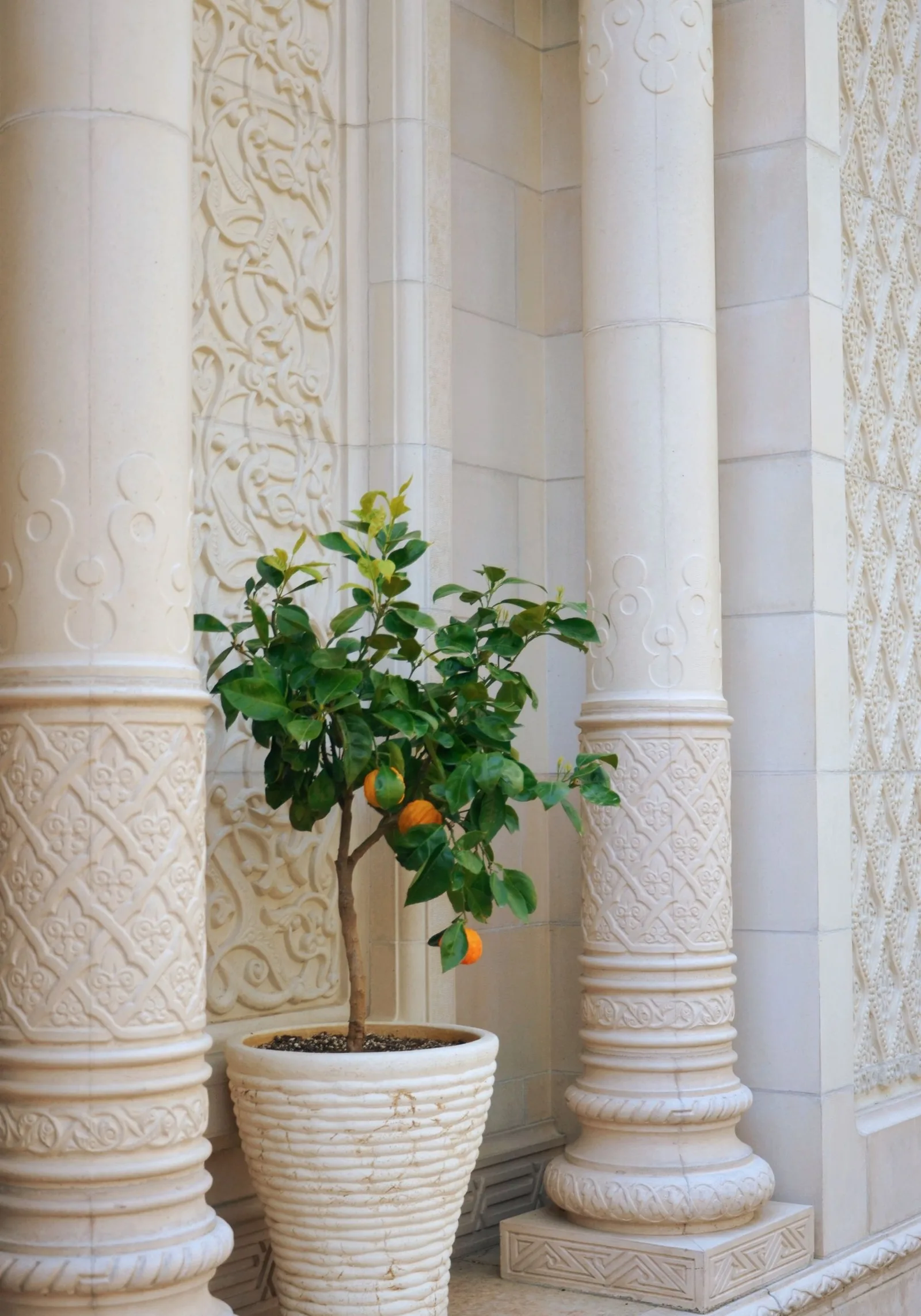 lemon tree