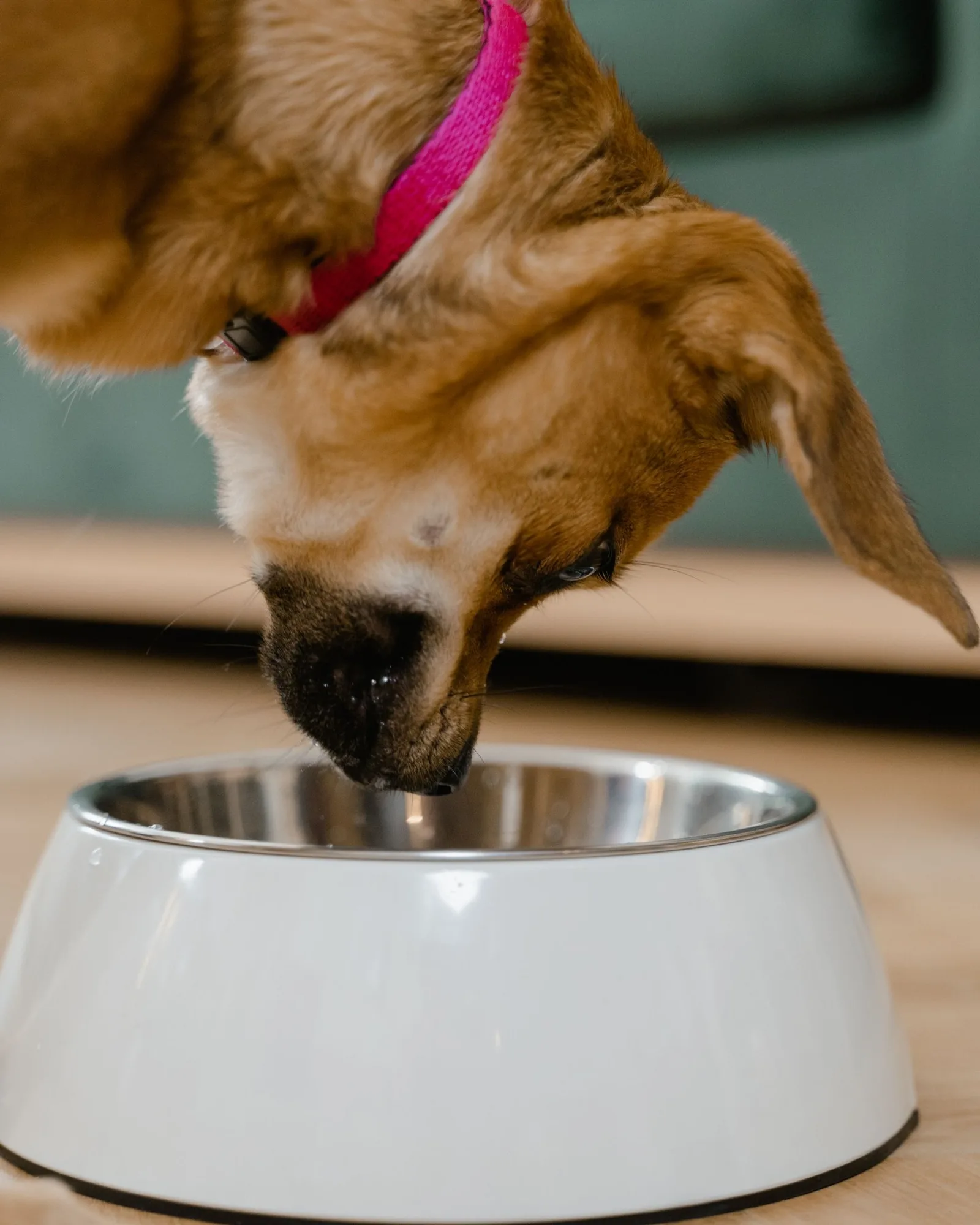 Dog eating from the steel bowl