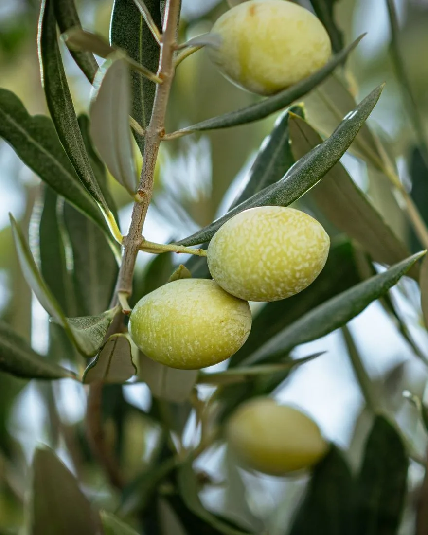 Wild marula from small farms