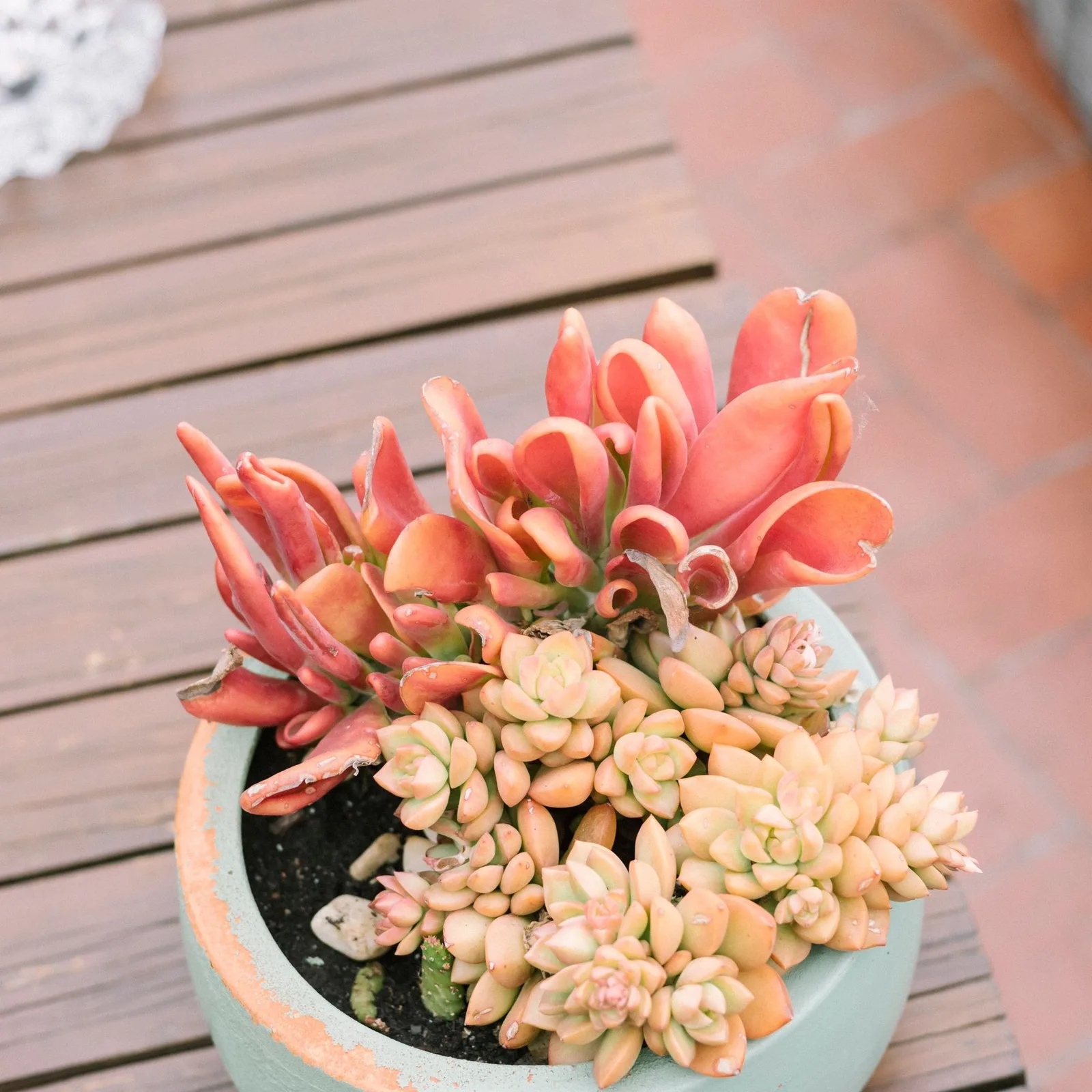 succulent bowl