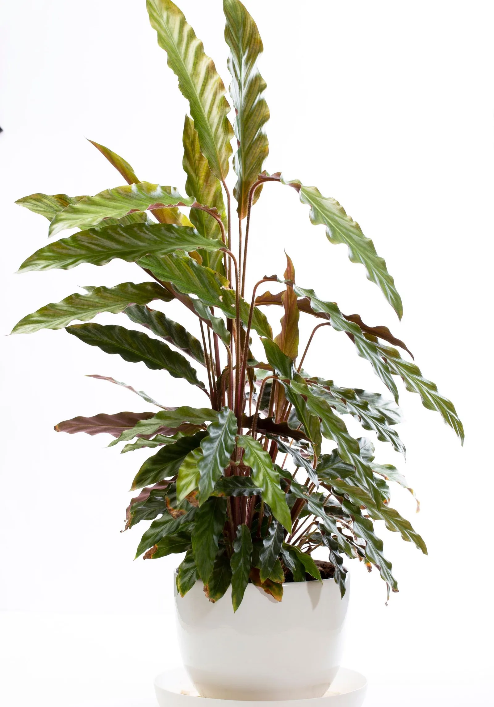 calathea