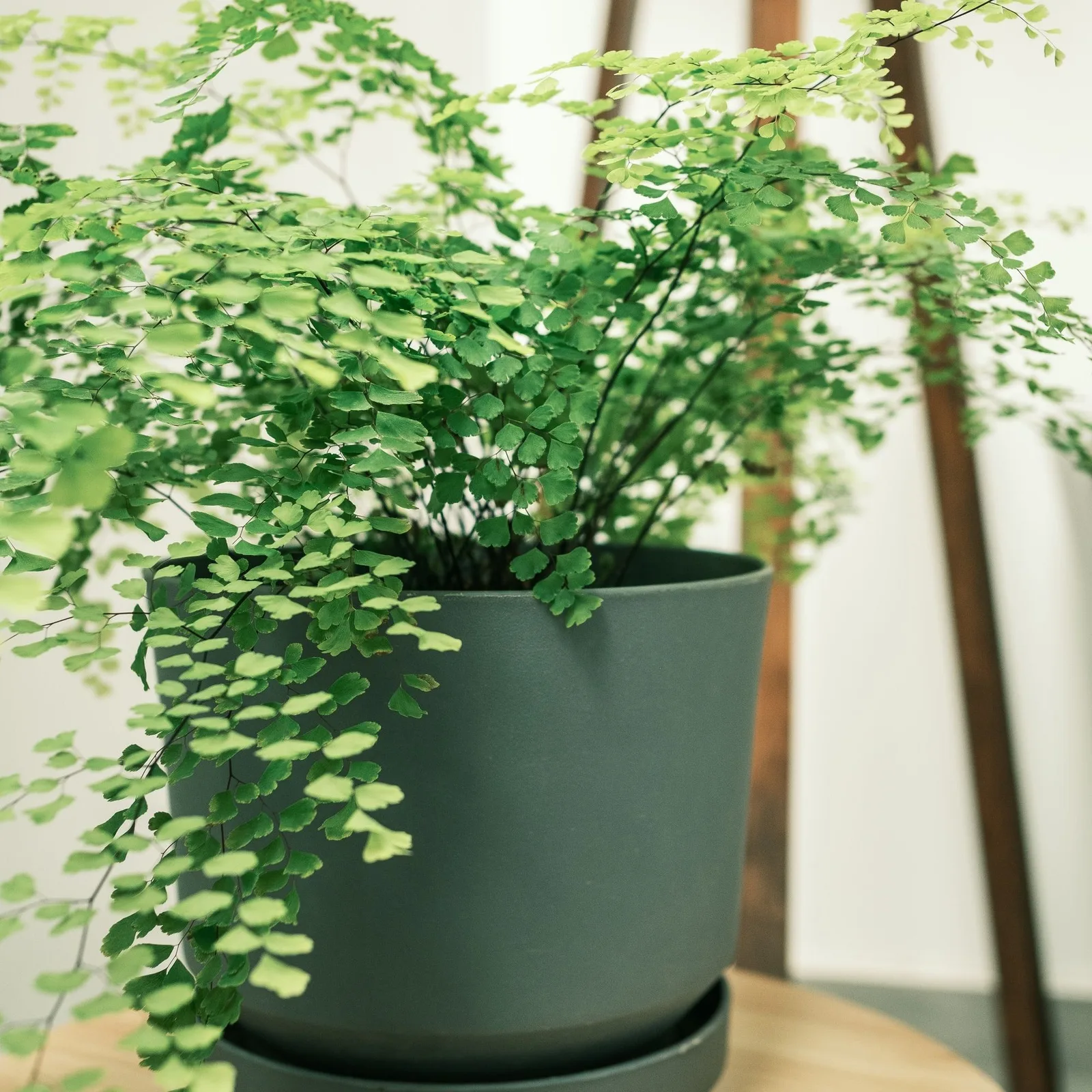 maidenhair fern