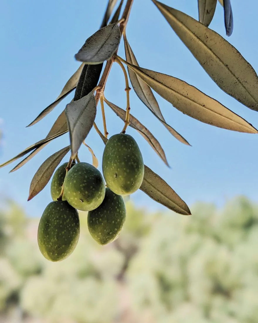 Cold-pressed olive oil