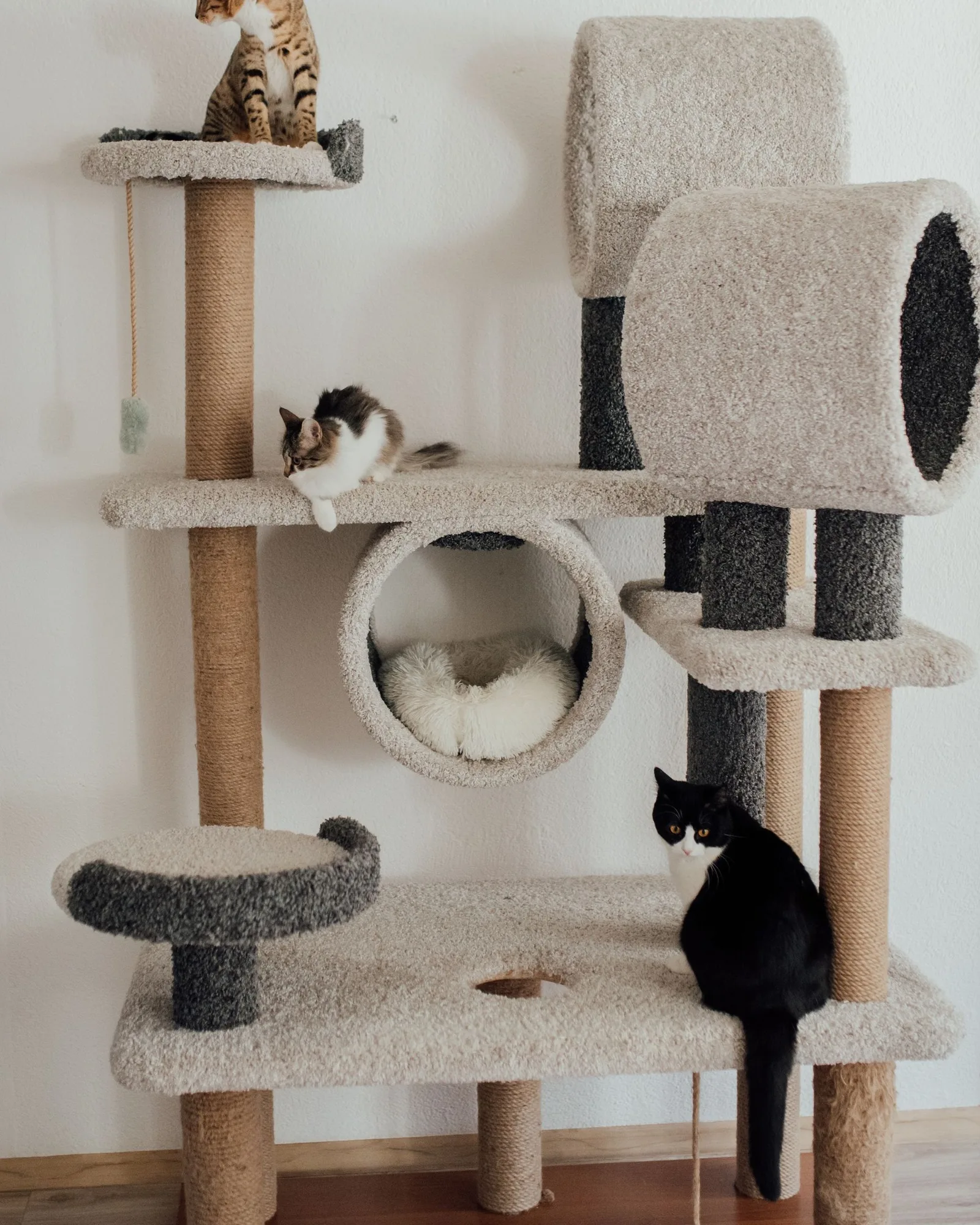 Three cats on a cat tree