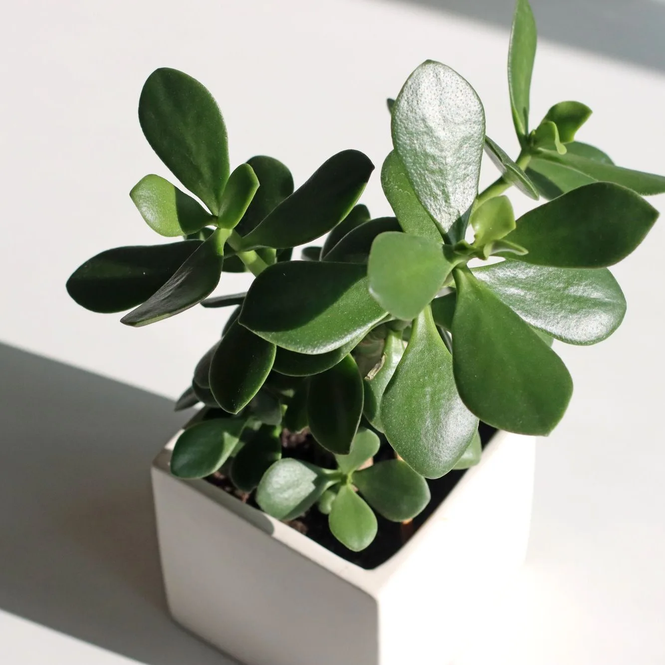 jade plant
