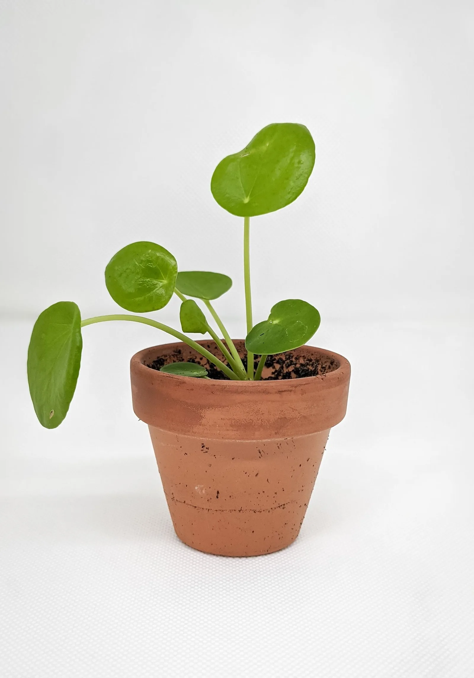 terracotta pot