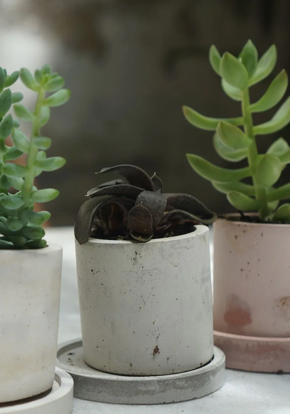 concrete planter