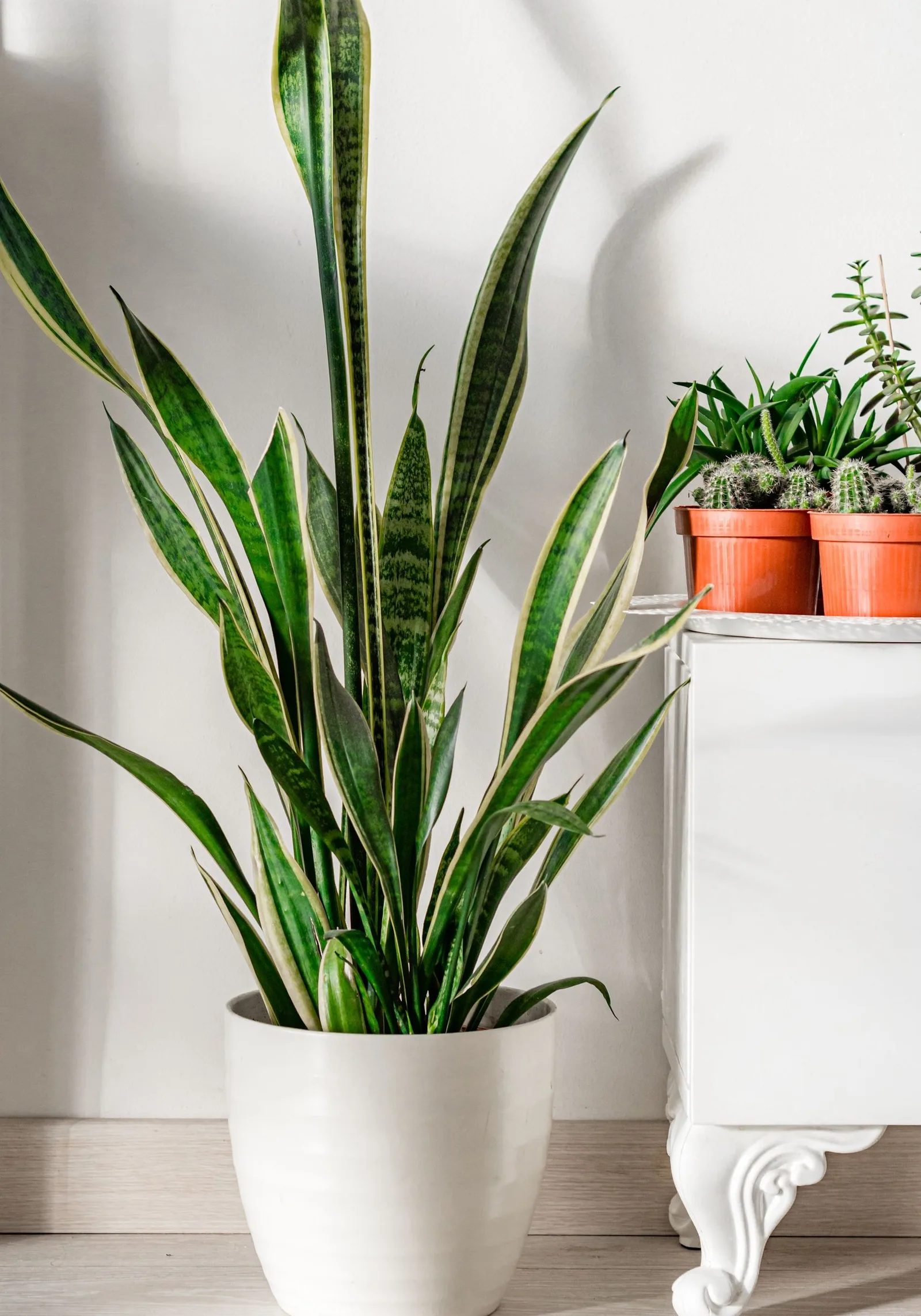 snake plant
