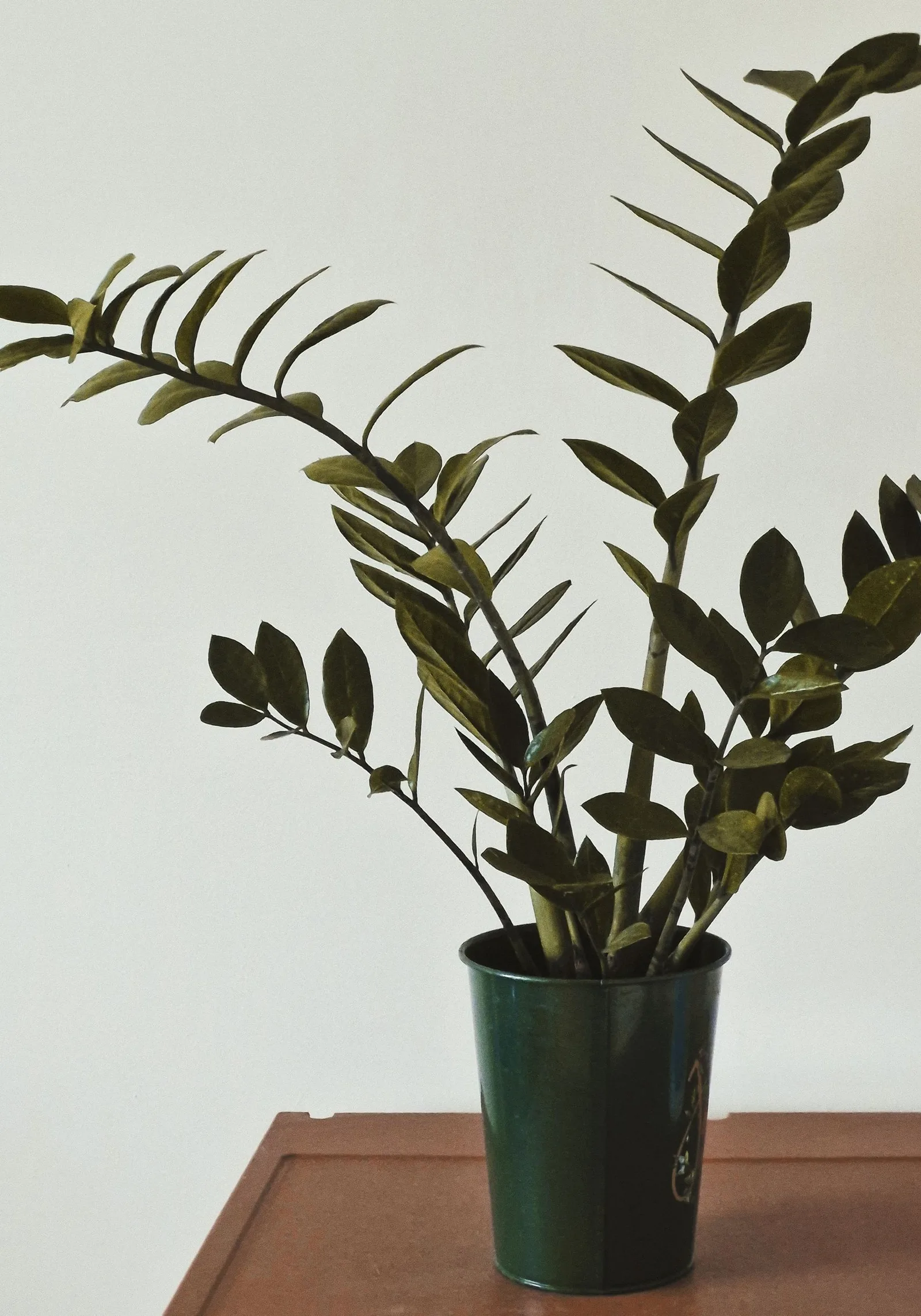zz plant