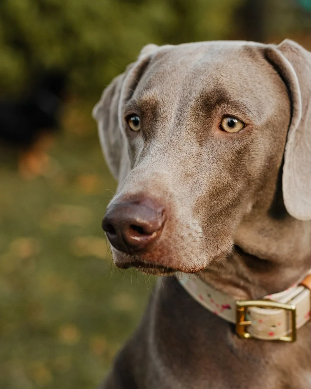 Weimaraner in a leather collar