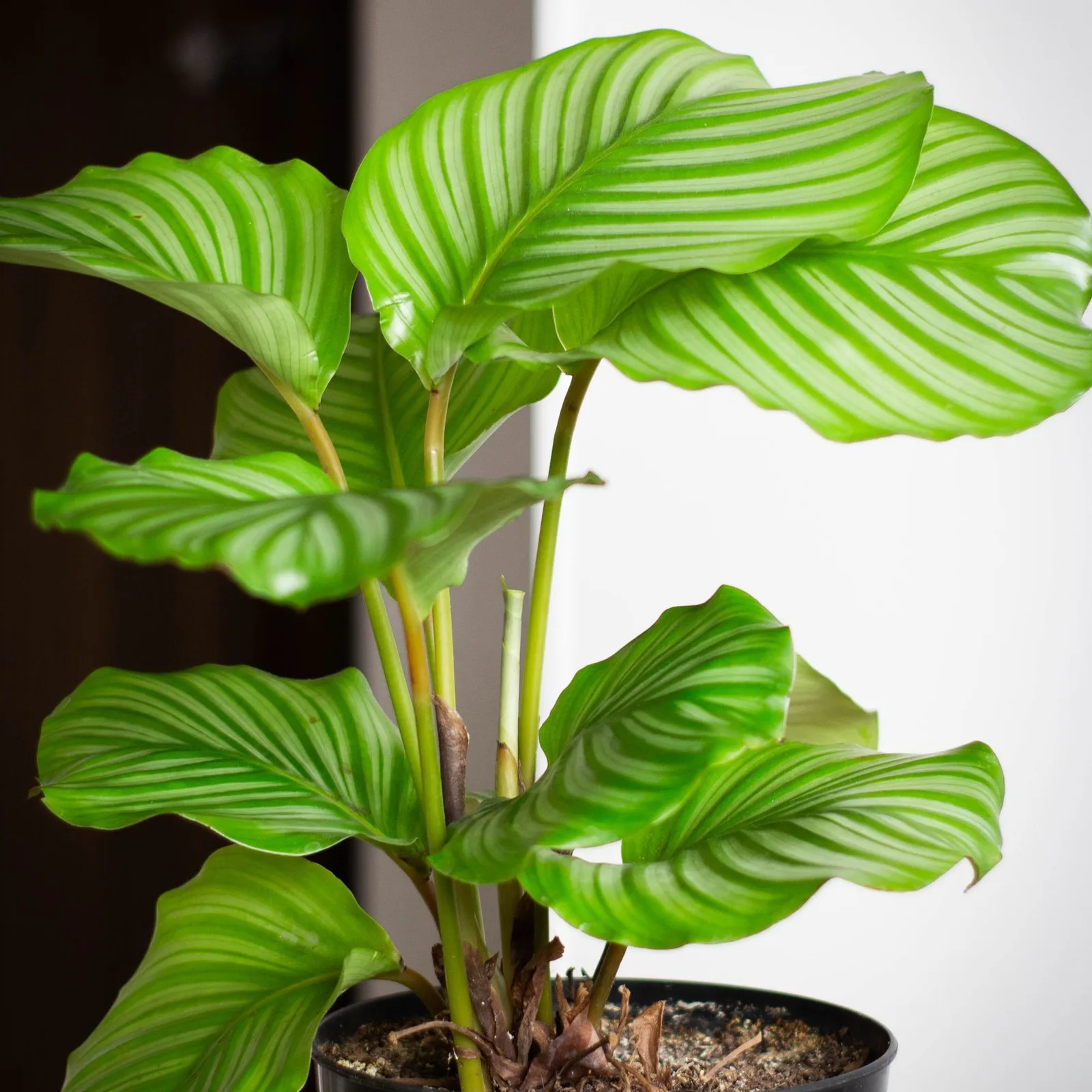 calathea orbifolia