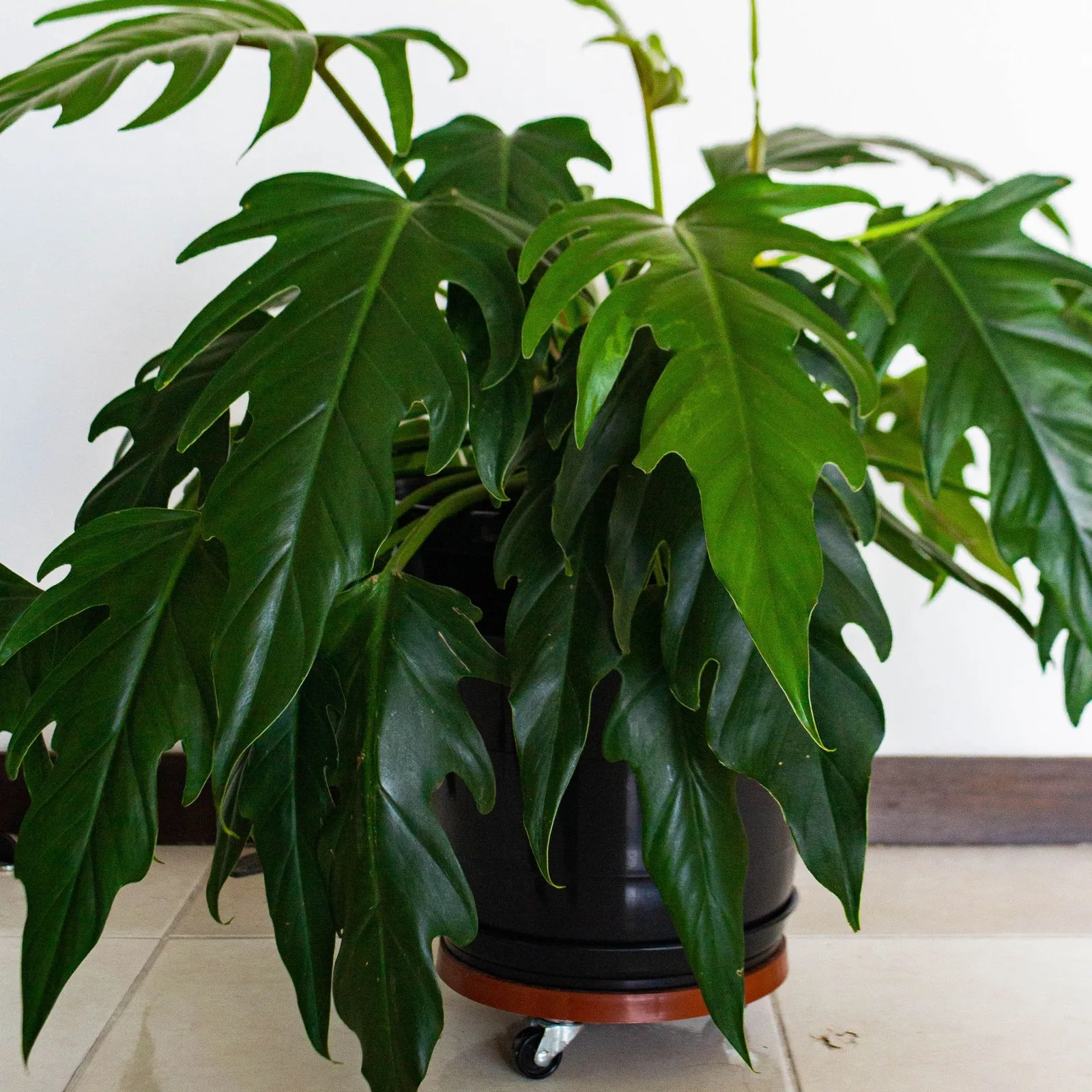 lacy tree philodendron
