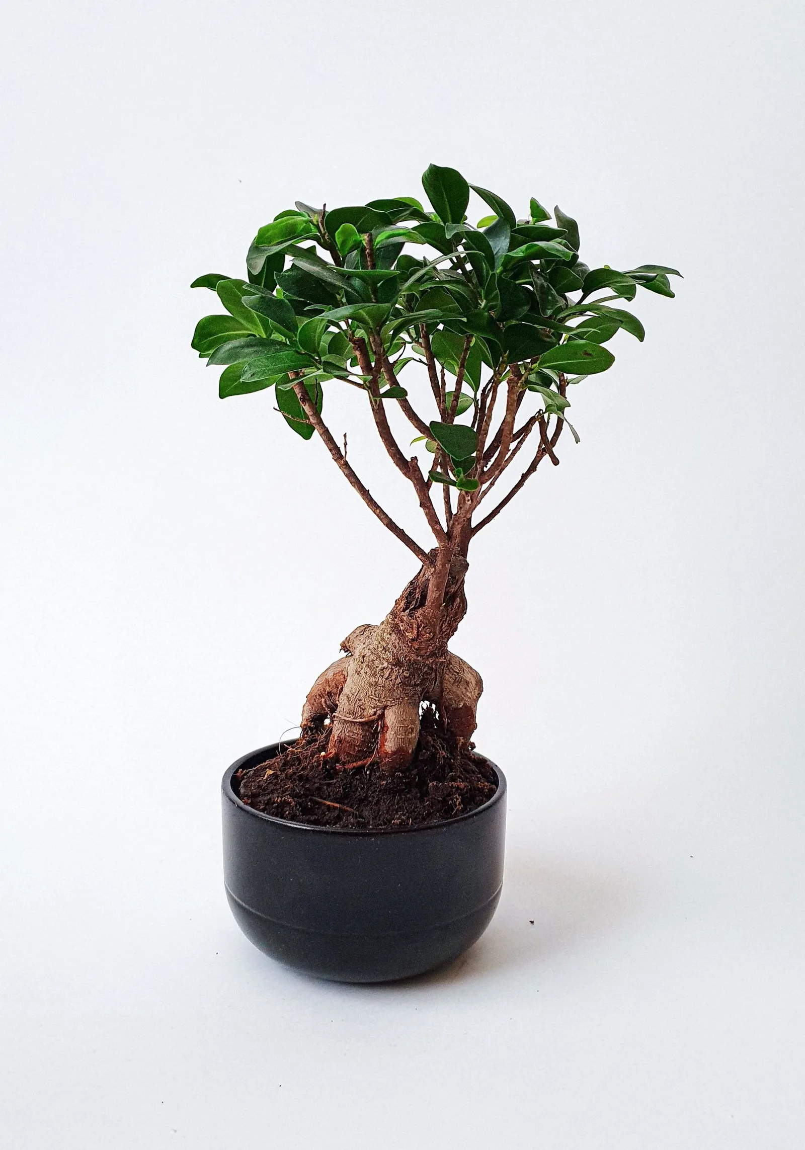 bonsai tree