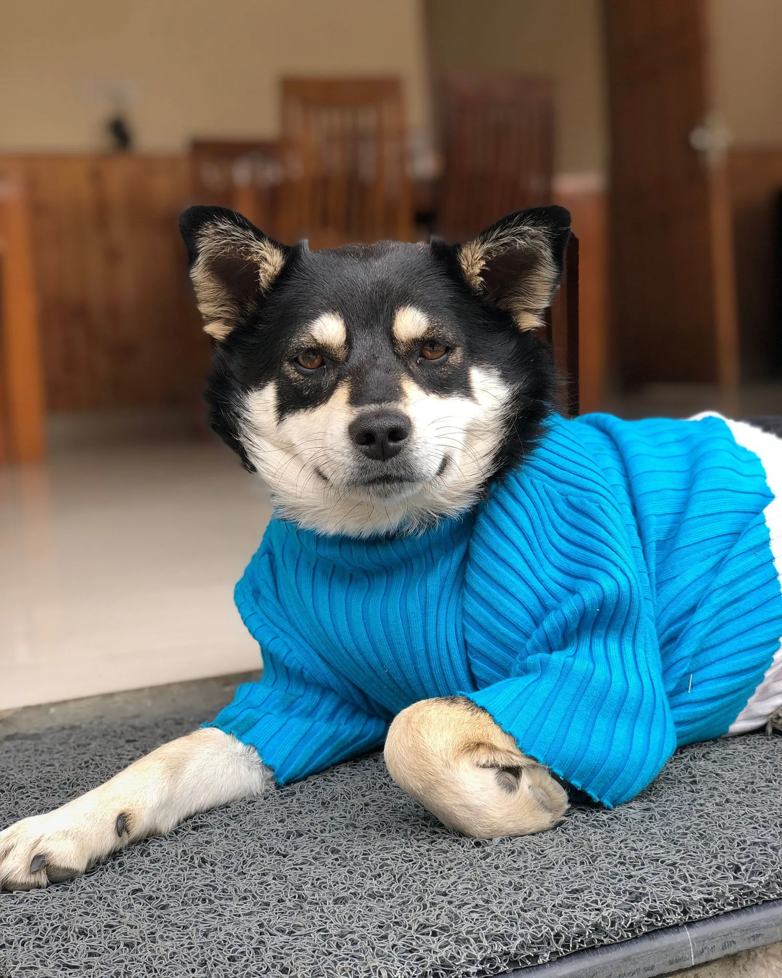 Dog in a blue knit jumper