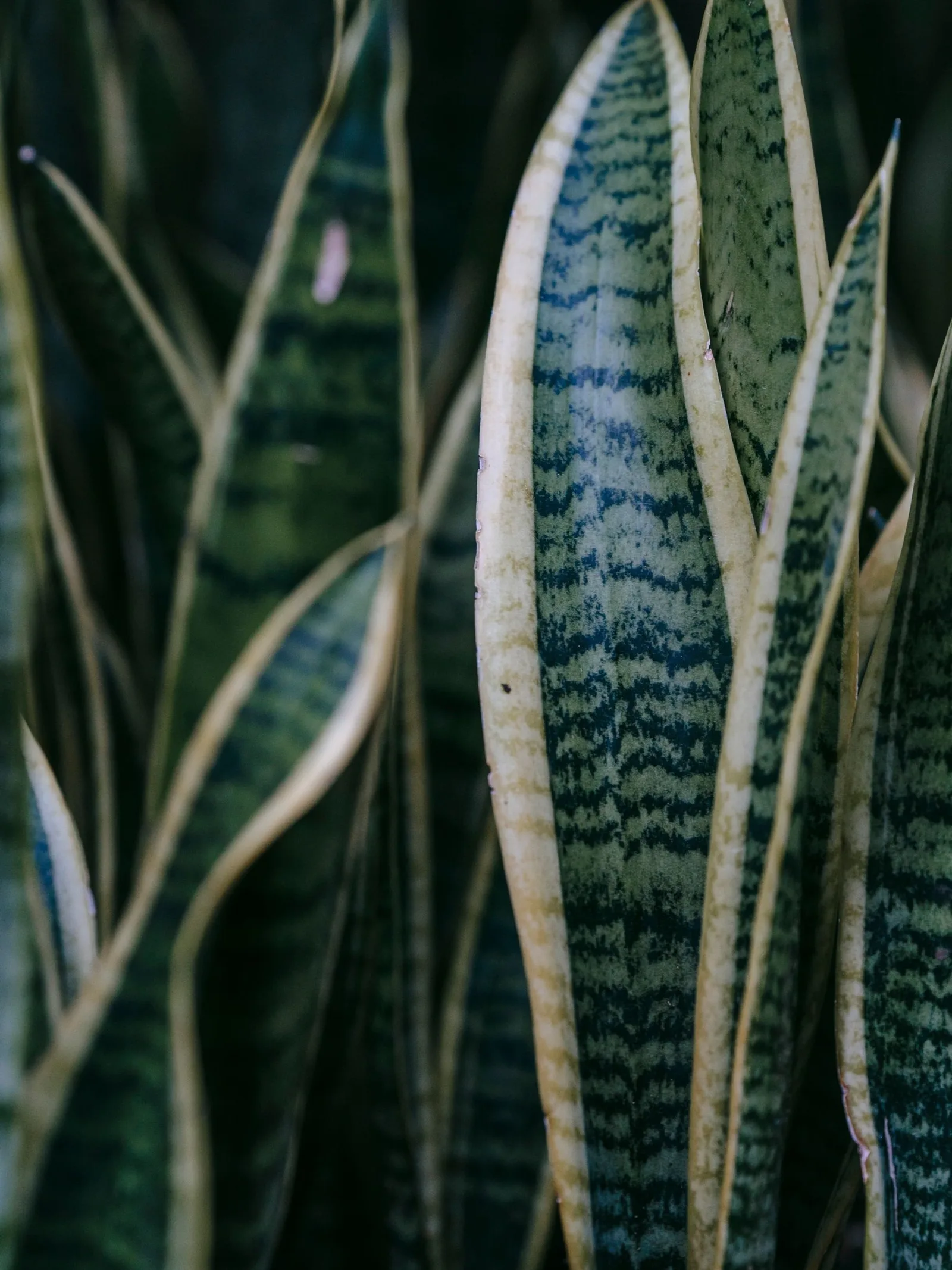 Plant spotlight