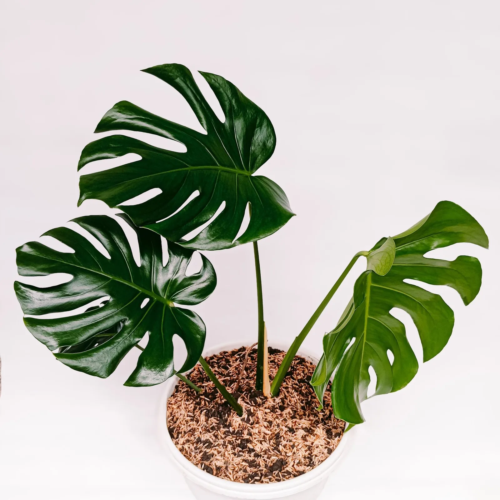 monstera deliciosa