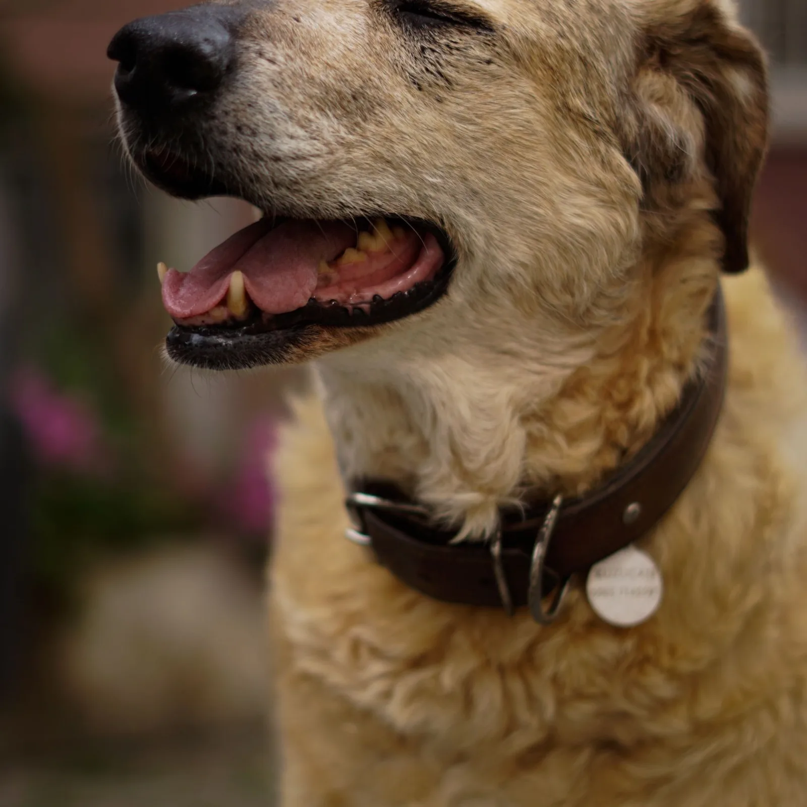 Collars & leads