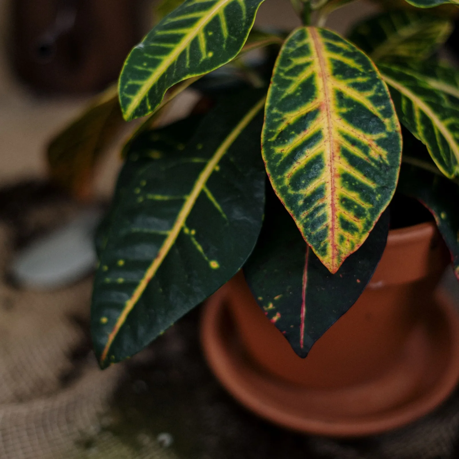 croton
