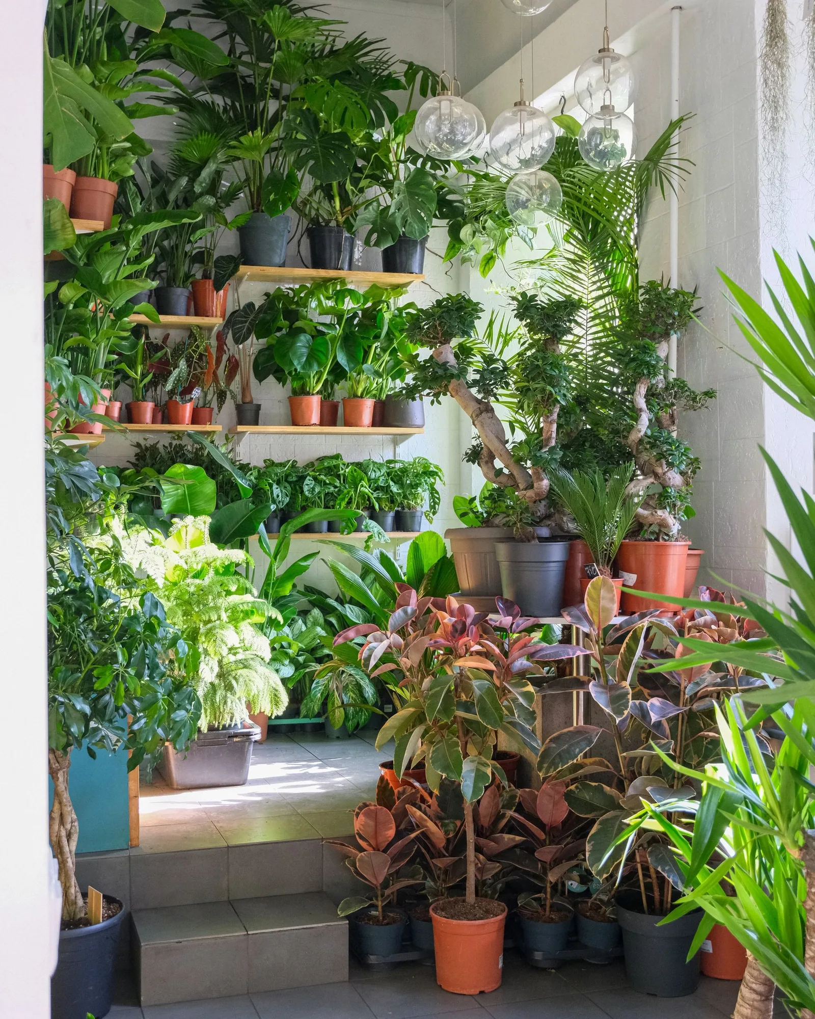 Plant shelves