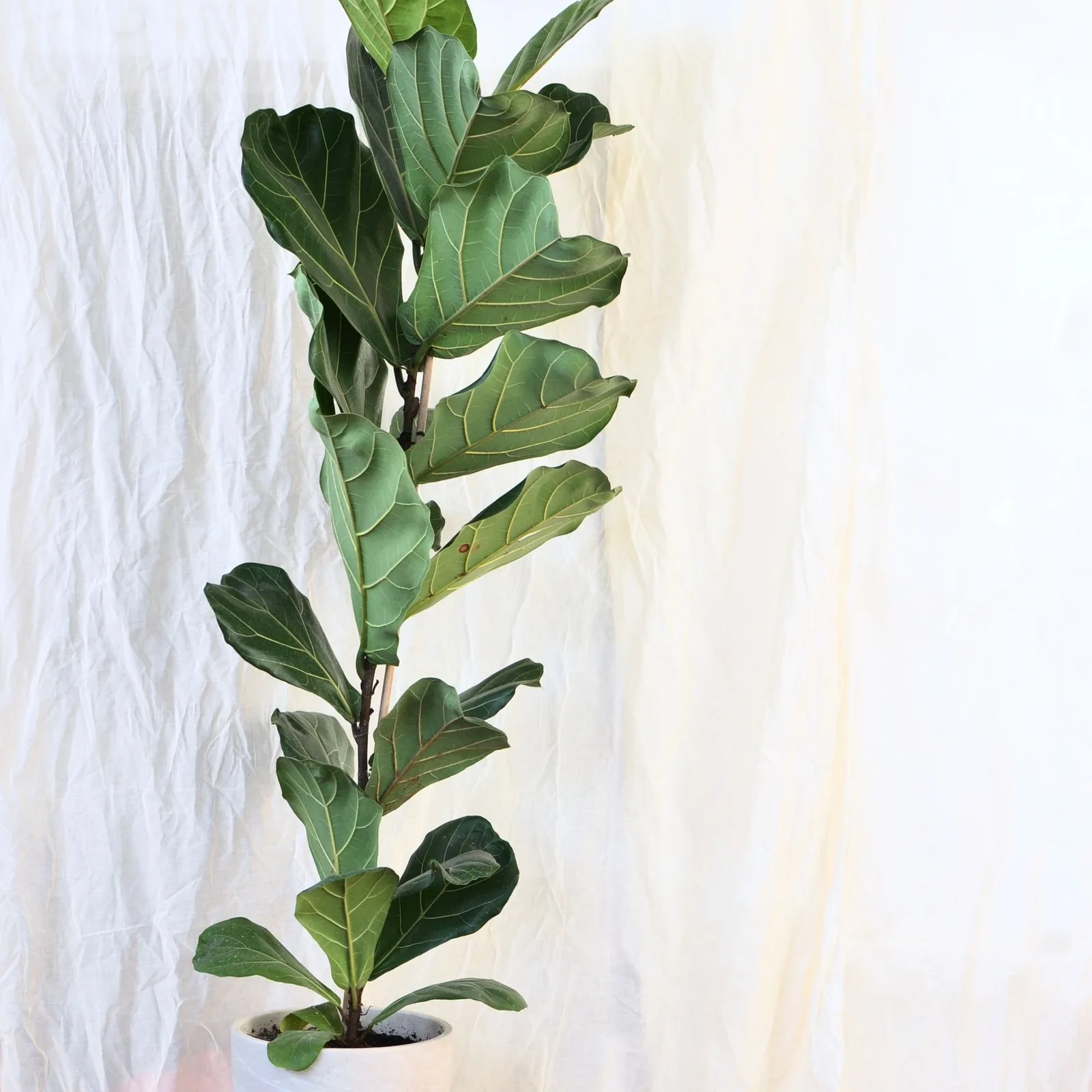 fiddle leaf fig